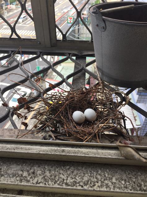 家裡有鳥巢代表什麼|【家裡有鳥築巢】鳥巢報喜！1個跡象代表家宅運勢大。